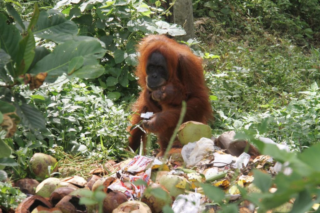 Orangutan sedang memungut plastik dan mencoba untuk memakannya